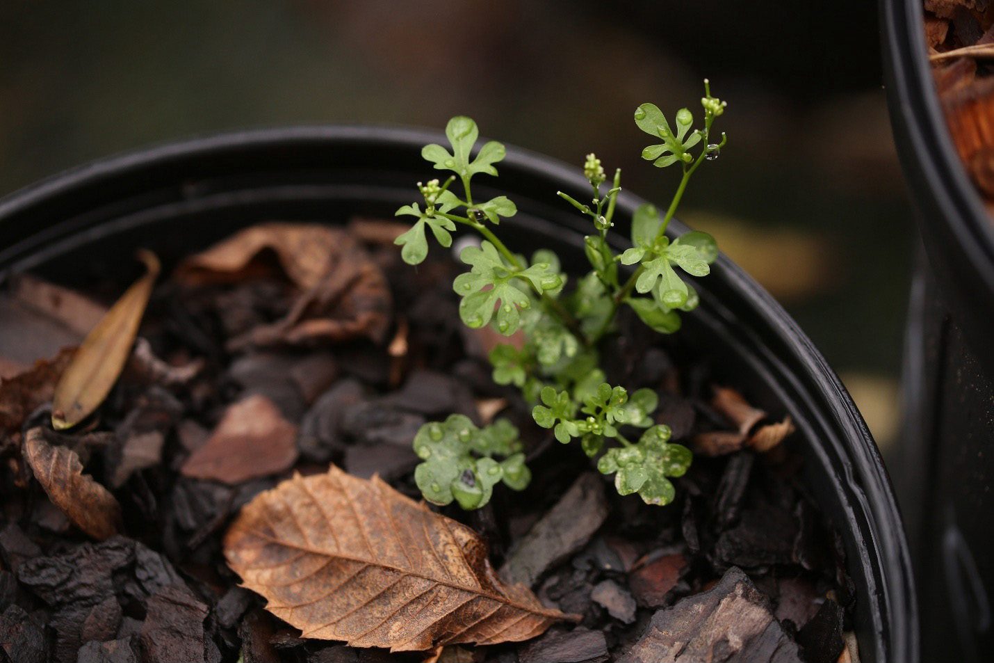 Upright hairy bittercress in nursery container.