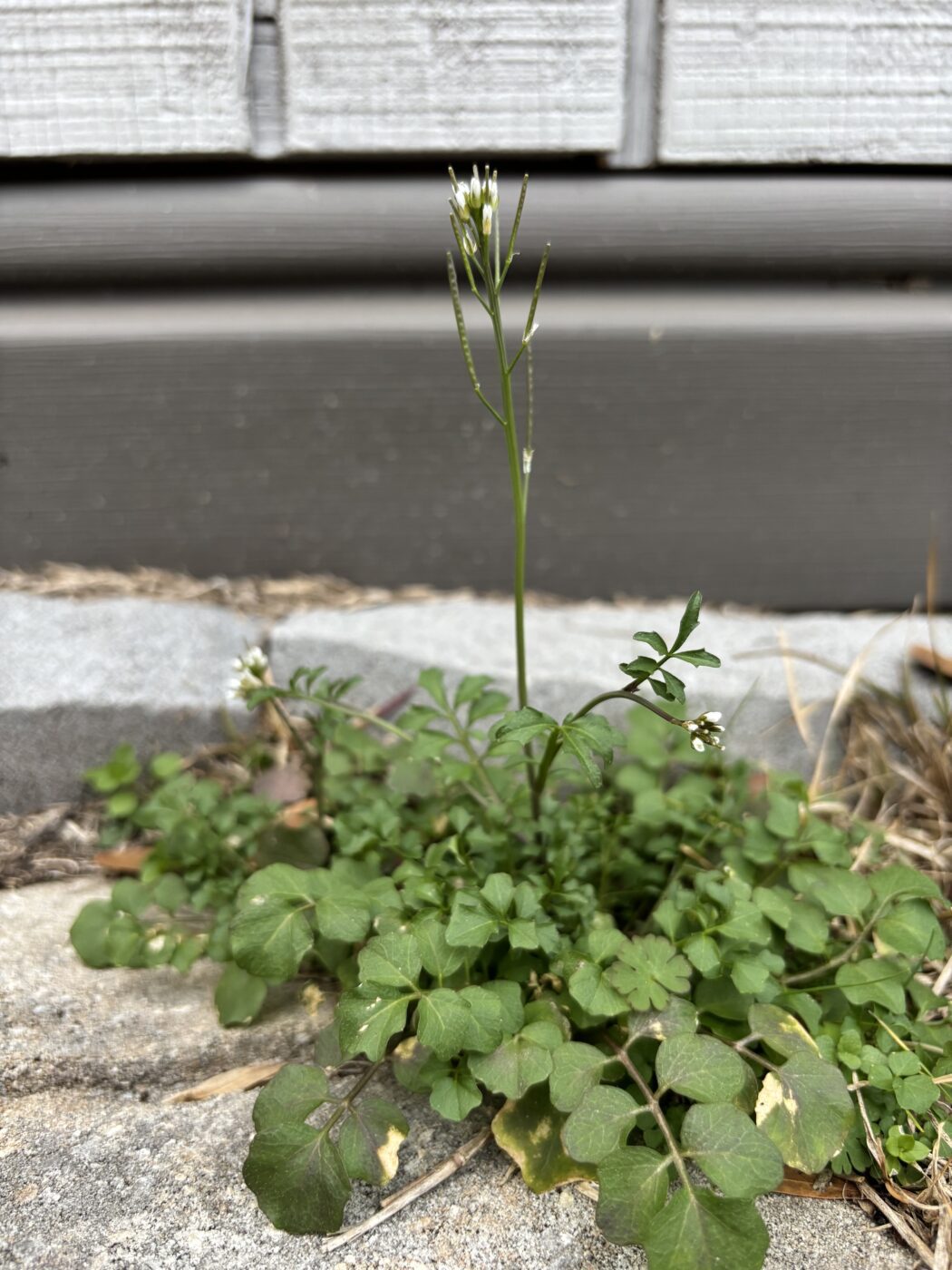 Hairy bittercress flower stalk growing out of basal rosette stage.