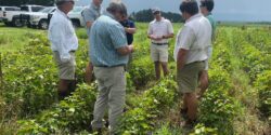 Figure 1. Advising stakeholders on treatment options for field infested with cotton jassids