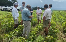 Figure 1. Advising stakeholders on treatment options for field infested with cotton jassids