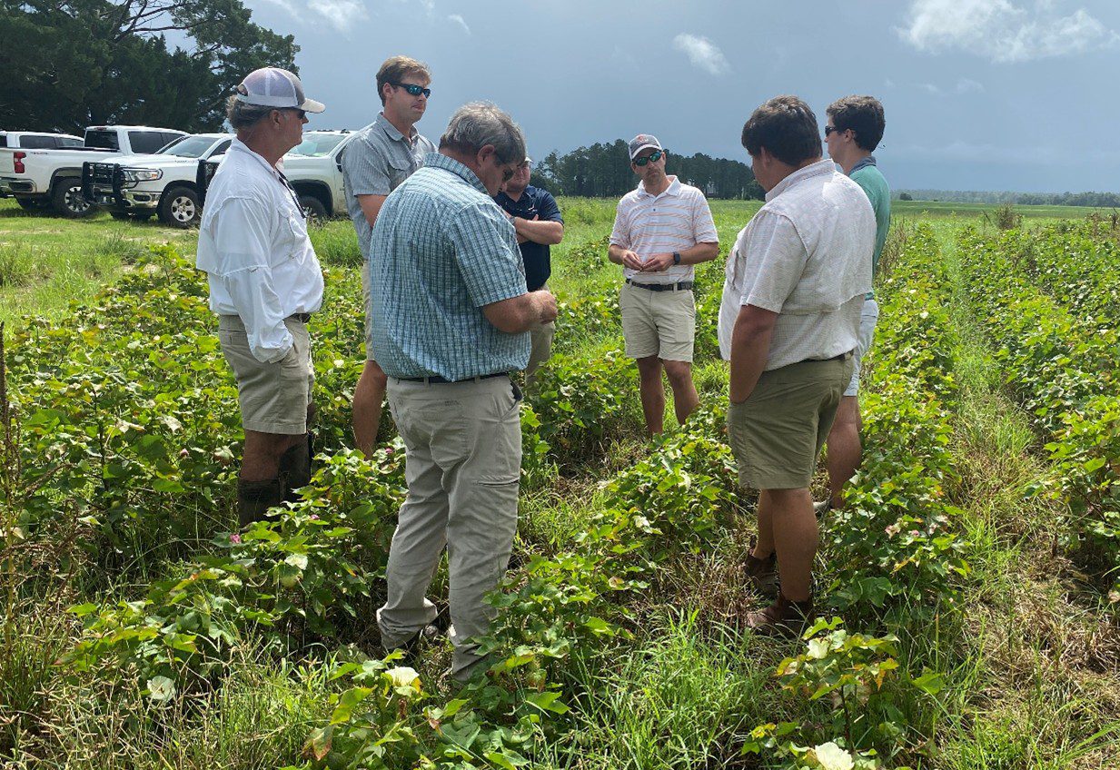 Figure 1. Advising stakeholders on treatment options for field infested with cotton jassids