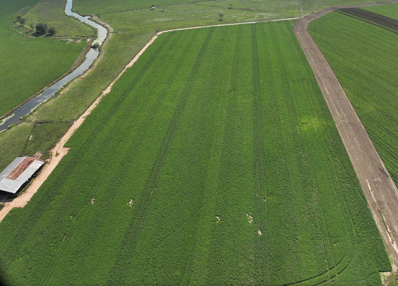 Figure 8. Aerial view of an on-farm trial in southeast Alabama