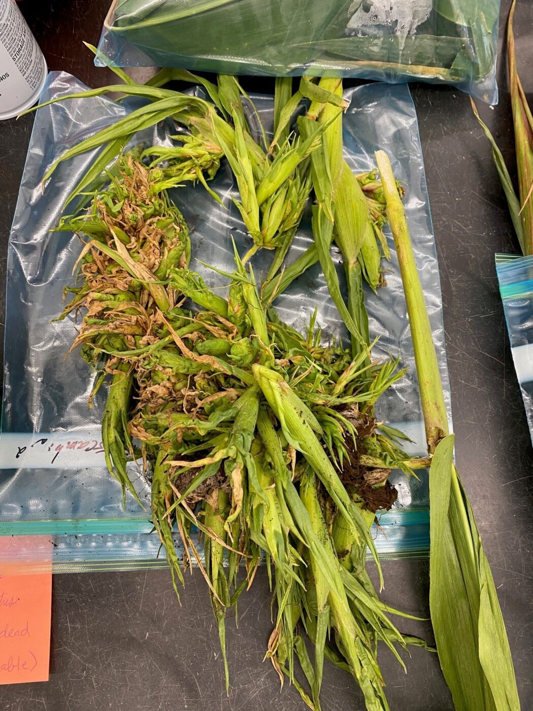 Figure 7. Crazy top corn