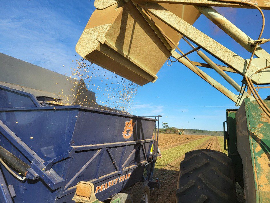 Figure 12. Harvesting an on-farm peanut variety trial