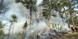 A fire crew in a prescribe burned forest.