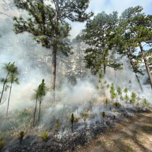 A fire crew in a prescribe burned forest.