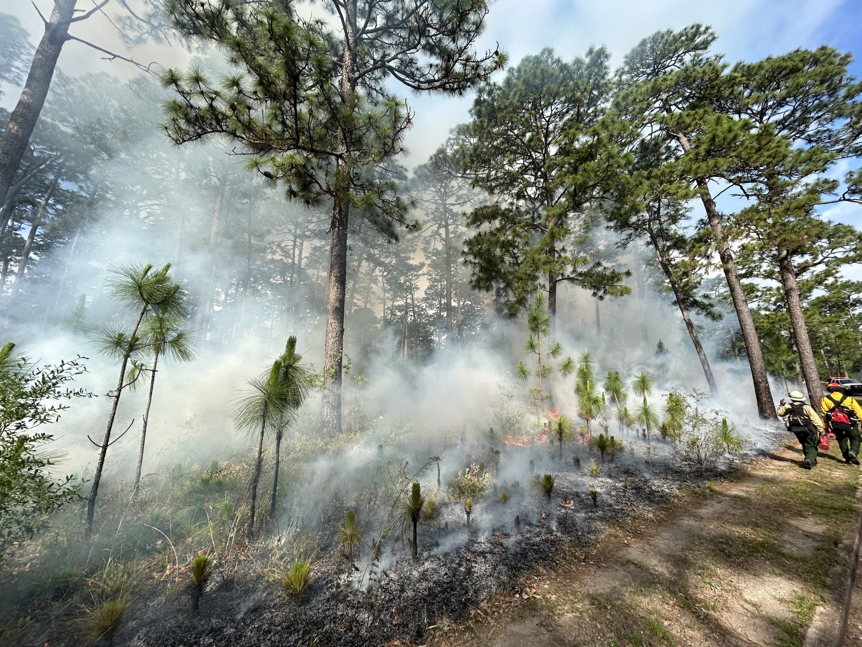 A fire crew in a prescribe burned forest.