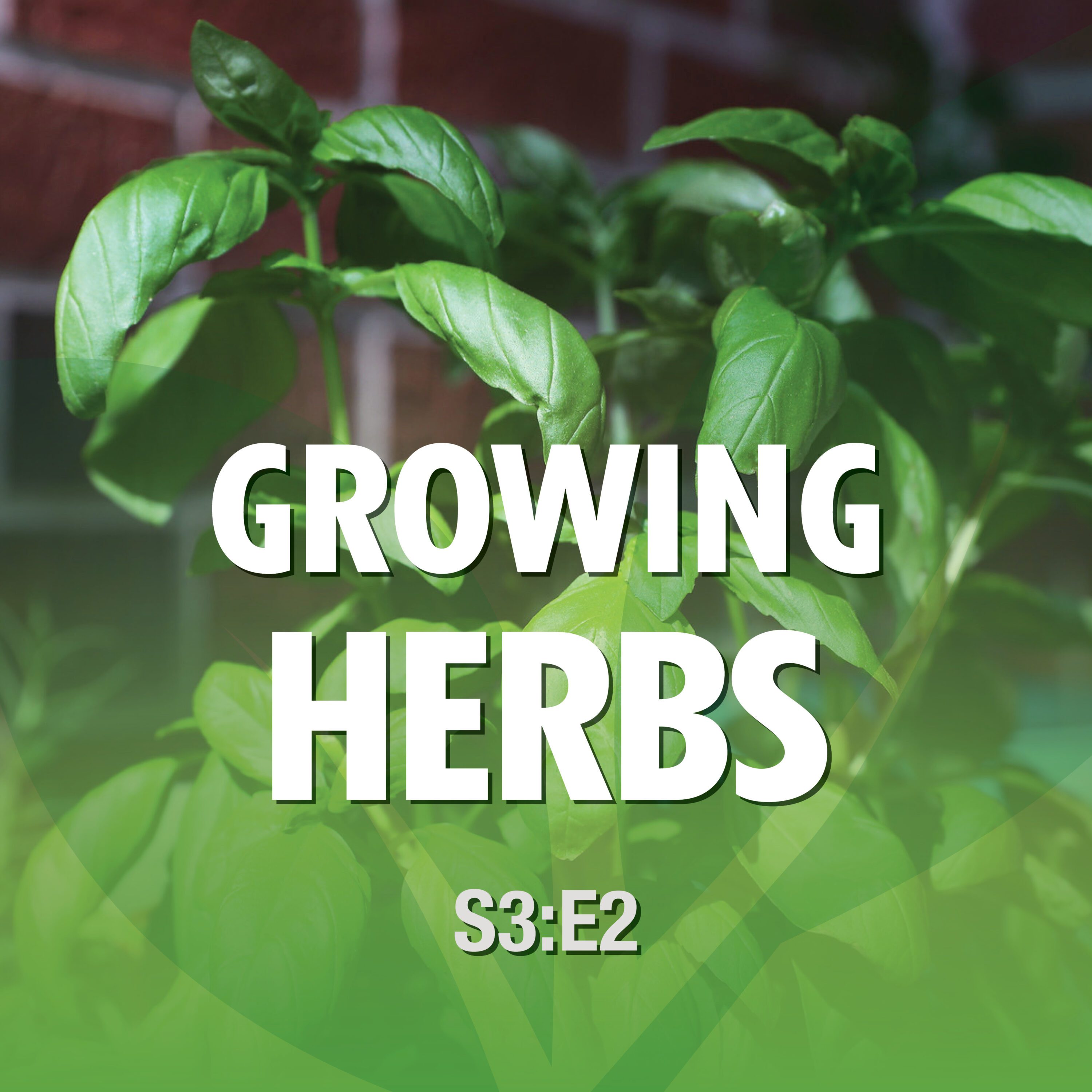 Season 3 Episode 2—Growing Herbs episode artwork