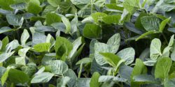 A closeup image of soybeans.
