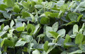 A closeup image of soybeans.