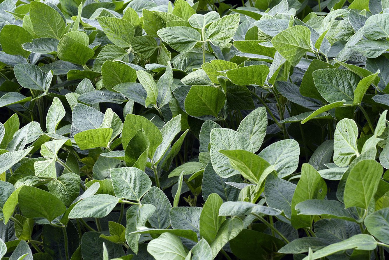 A closeup image of soybeans.