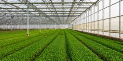 Inside a large, commercial greenhouse for growing vegetables.