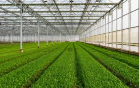Inside a large, commercial greenhouse for growing vegetables.