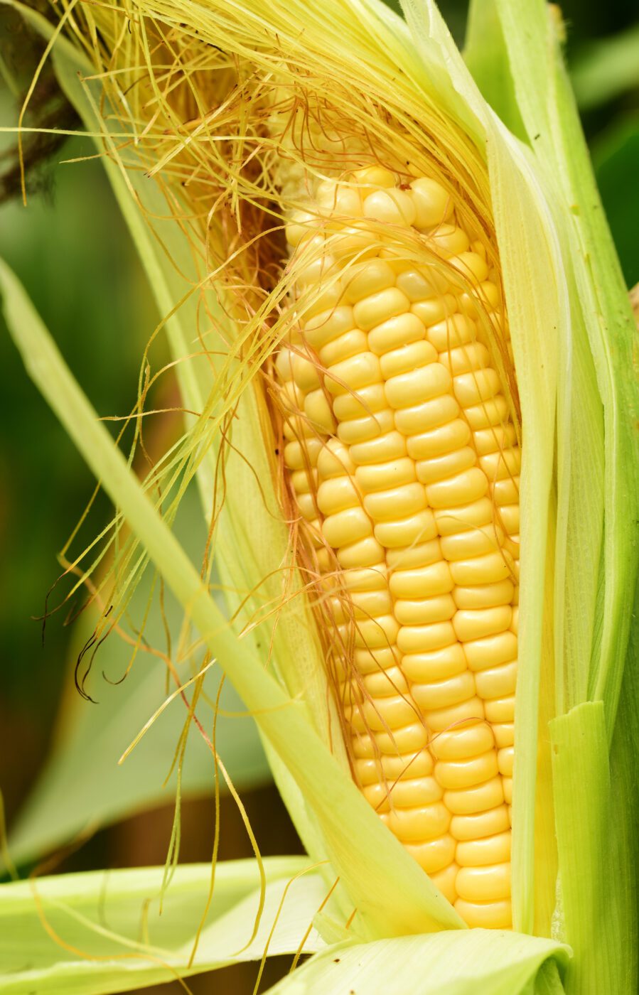 Close up of an ear of yellow corn