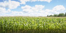 Corn fields and blue sky