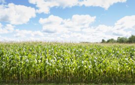 Corn fields and blue sky