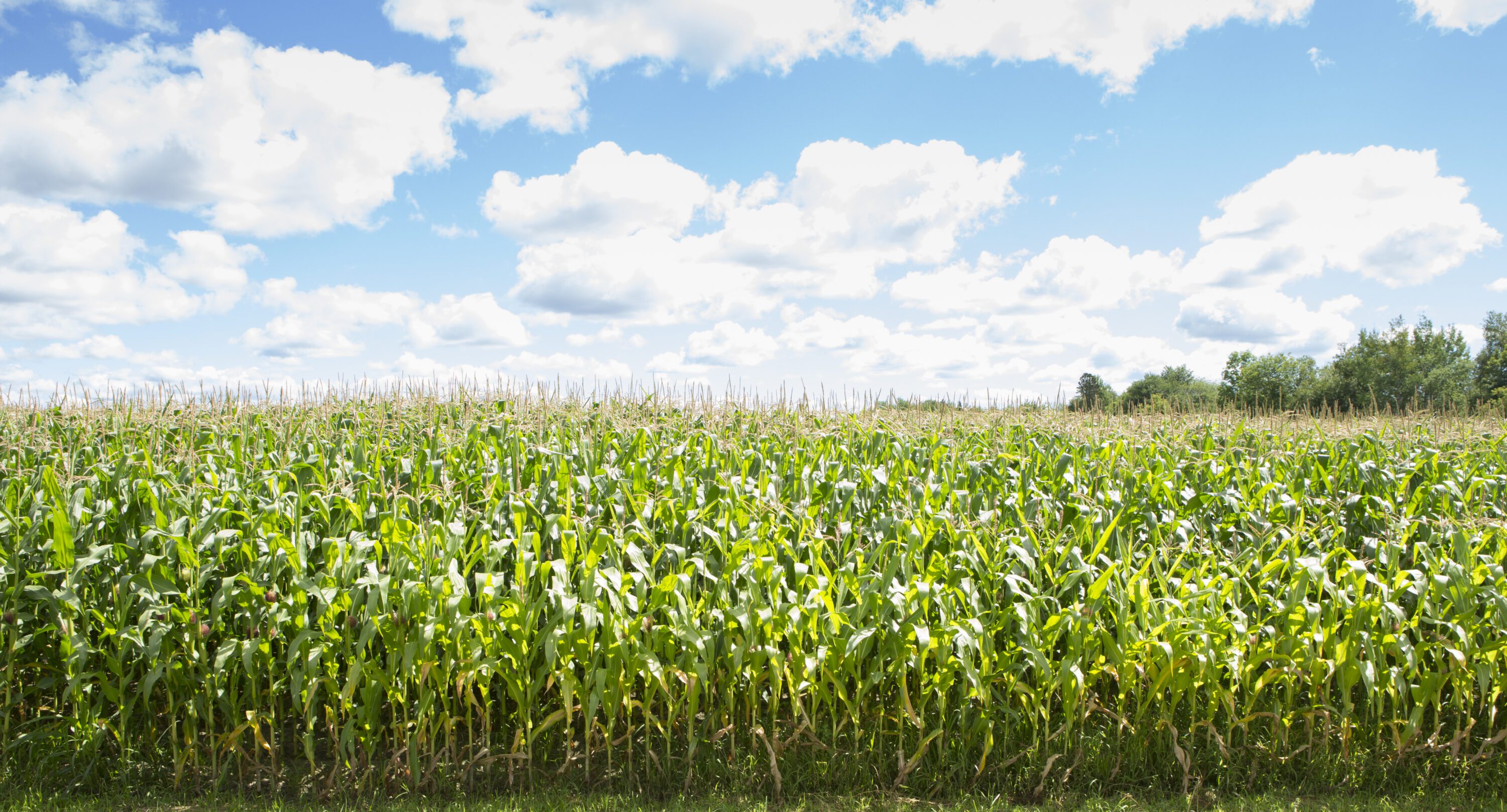 Corn fields and blue sky