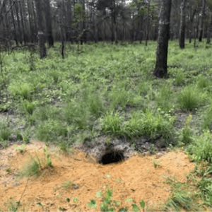 Gopher tortoise burrow in pine forest.