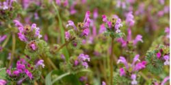Henbit (Lamium aplexicaule