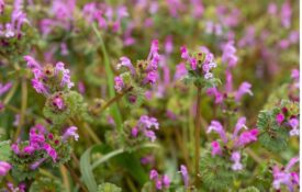 Henbit (Lamium aplexicaule