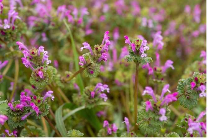 Henbit (Lamium aplexicaule