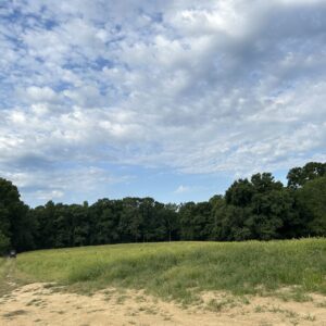 A field of browntop millet.