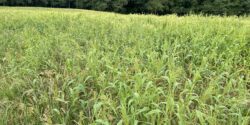 Browntop millet to attract dove.
