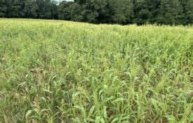 Browntop millet to attract dove.