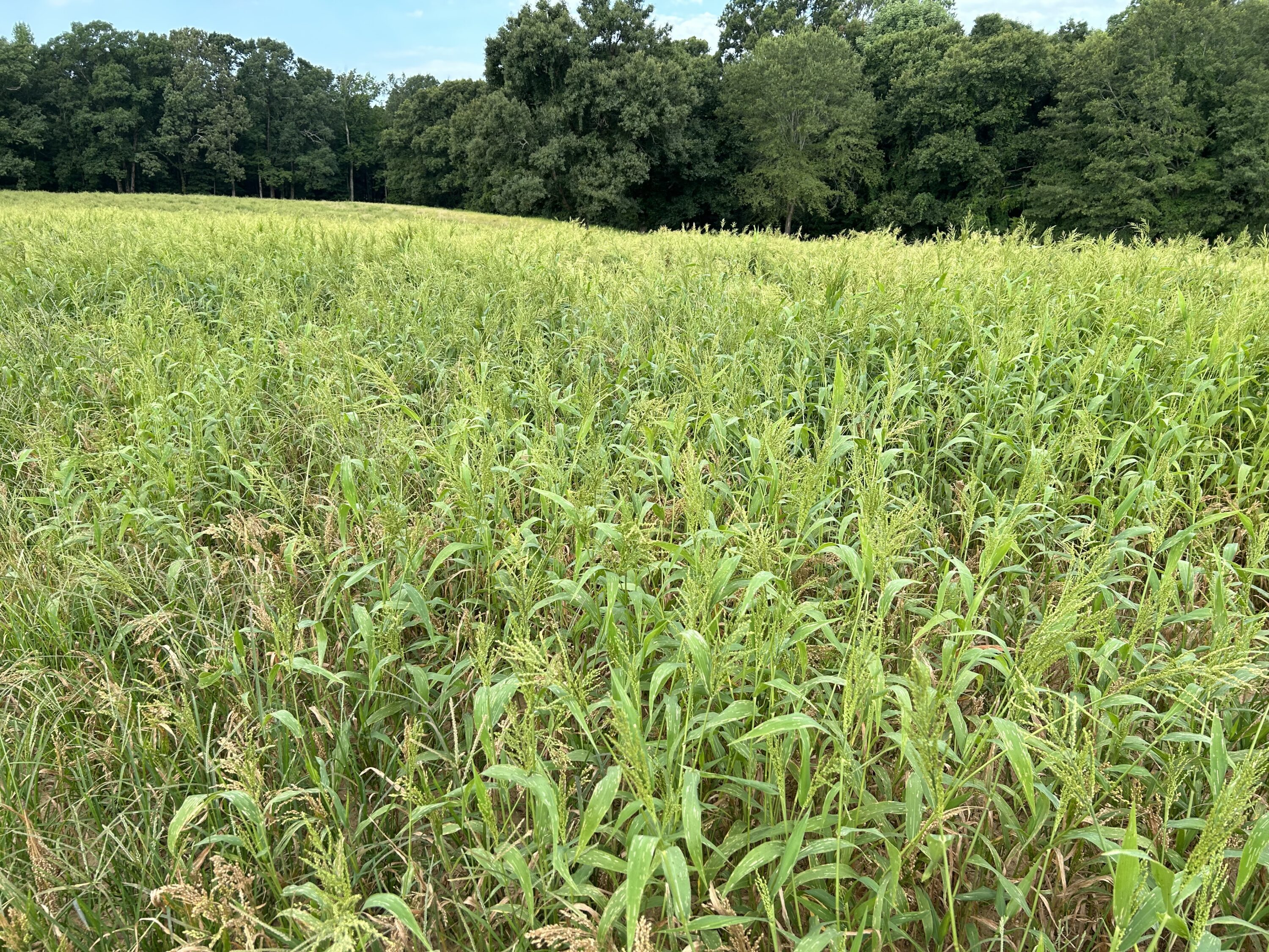 Browntop millet to attract dove.
