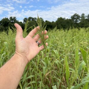 A hand holding the top of browntop millet.