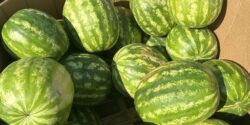 Watermelon in a produce bin at an above angle.