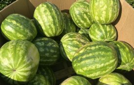 Watermelon in a produce bin at an above angle.