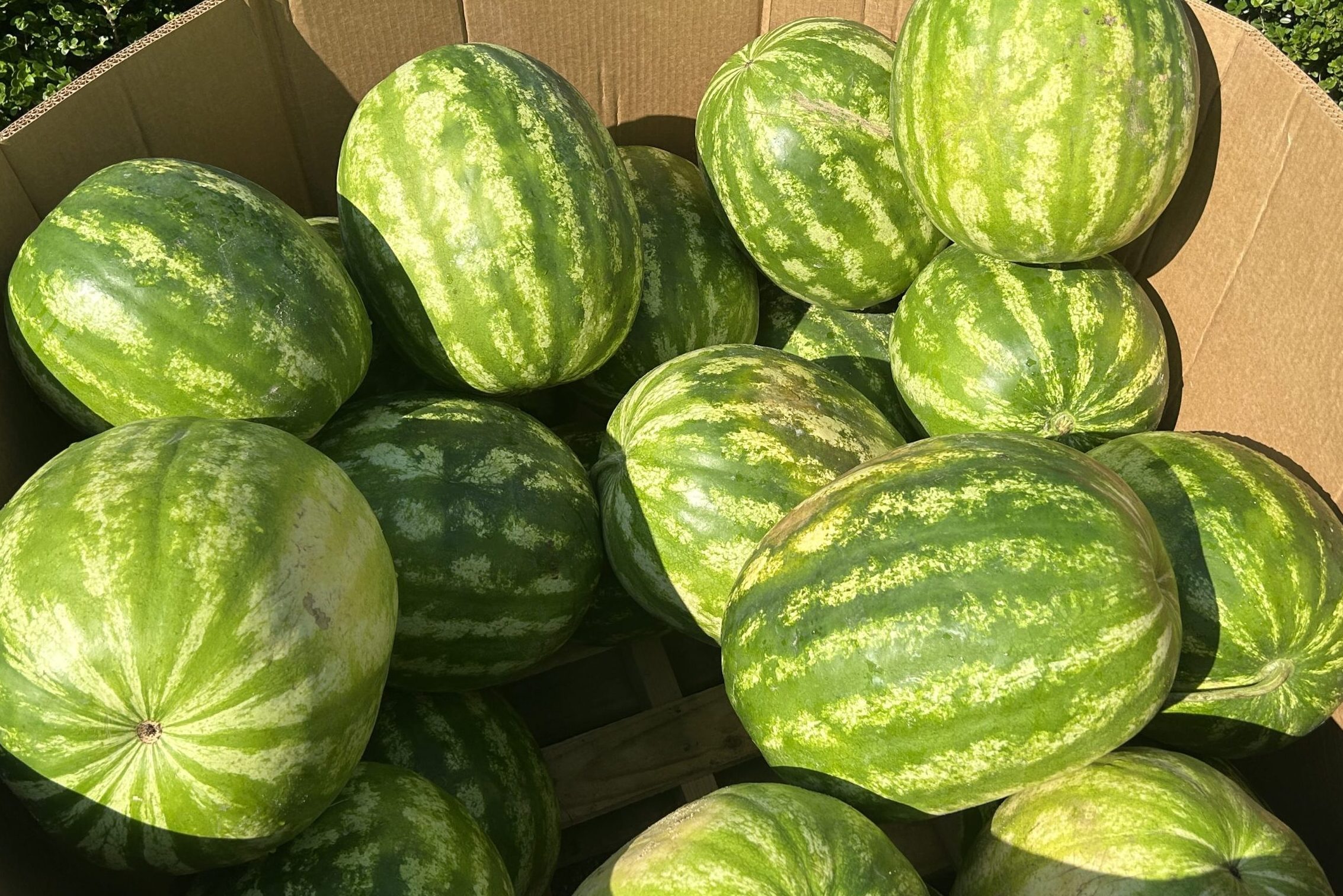 Watermelon in a produce bin at an above angle.