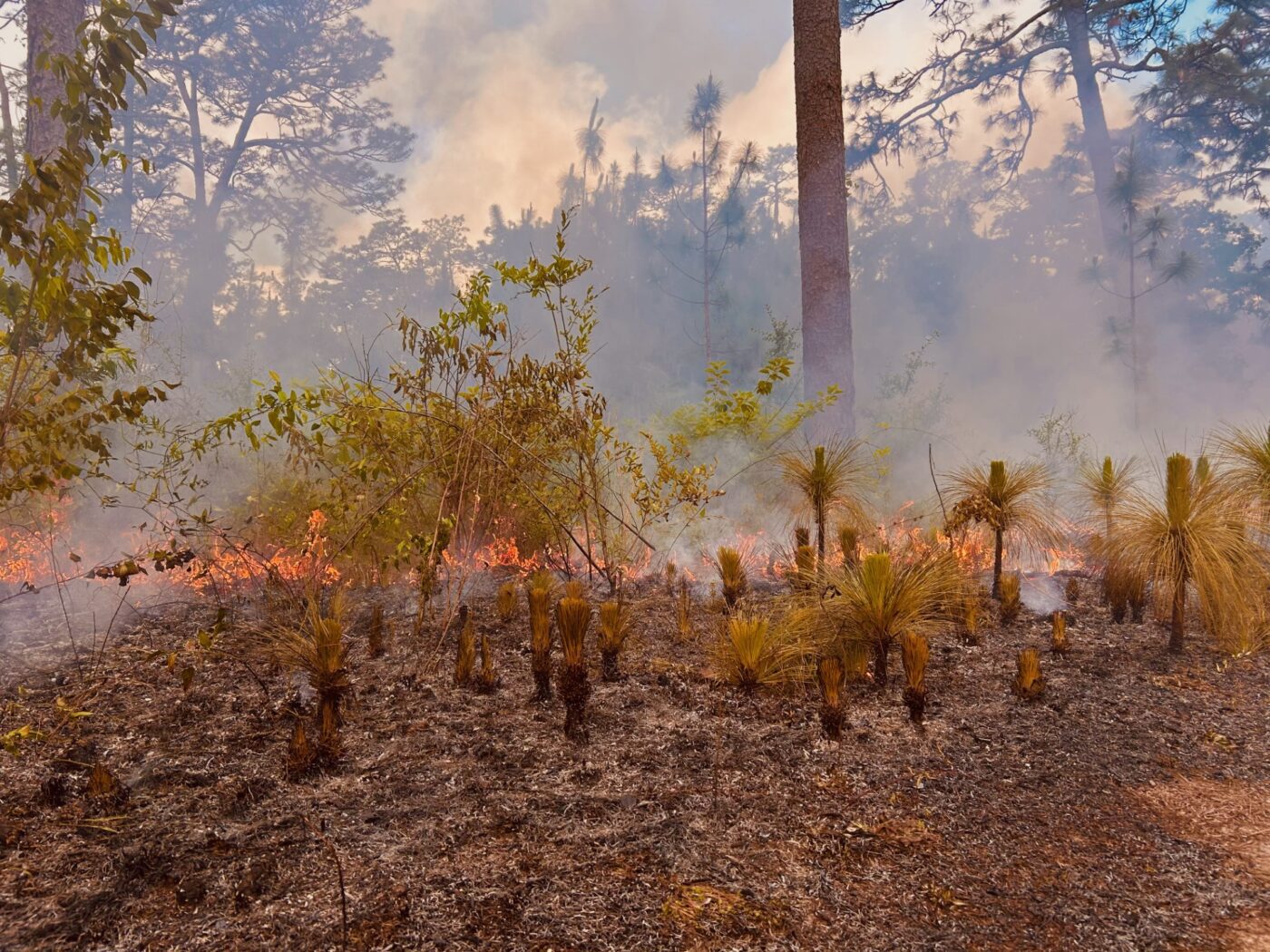 A longleaf pine plot being prescribed burned.