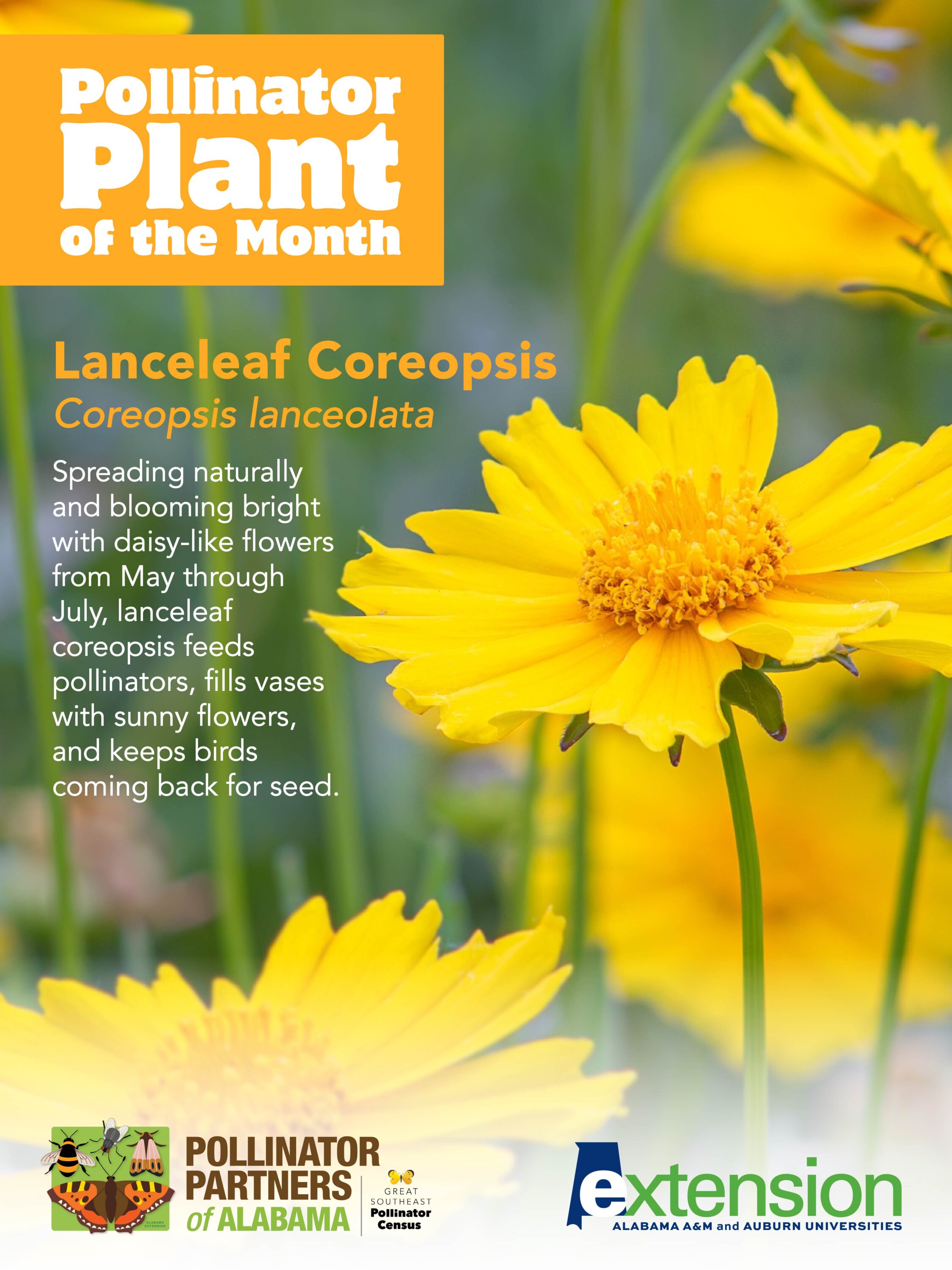 A graphic of a lanceleaf coreopsis with the words Lanceleaf Coreopsis (Coreopsis lanceolata) Pollinator Plant of the Month.