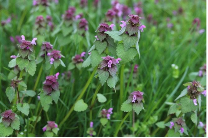 Purple deadnettle (<i>Lamium purpureum</i>)