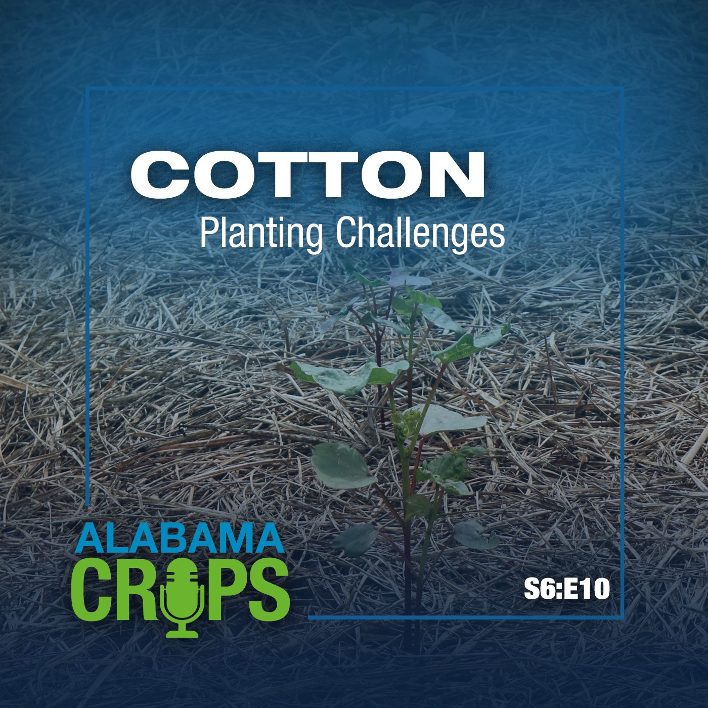 A graphic with the words Cotton Planting Challenges and S6:E10. The background shows young cotton plants.