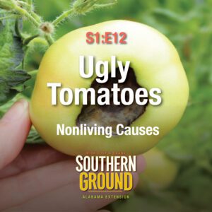 A square image of a green tomato with blossom end rot. The image has the following words: S1E12 Ugly Tomatoes: Nonliving Causes and the Southern Ground Alabama Extension logo at the bottom.