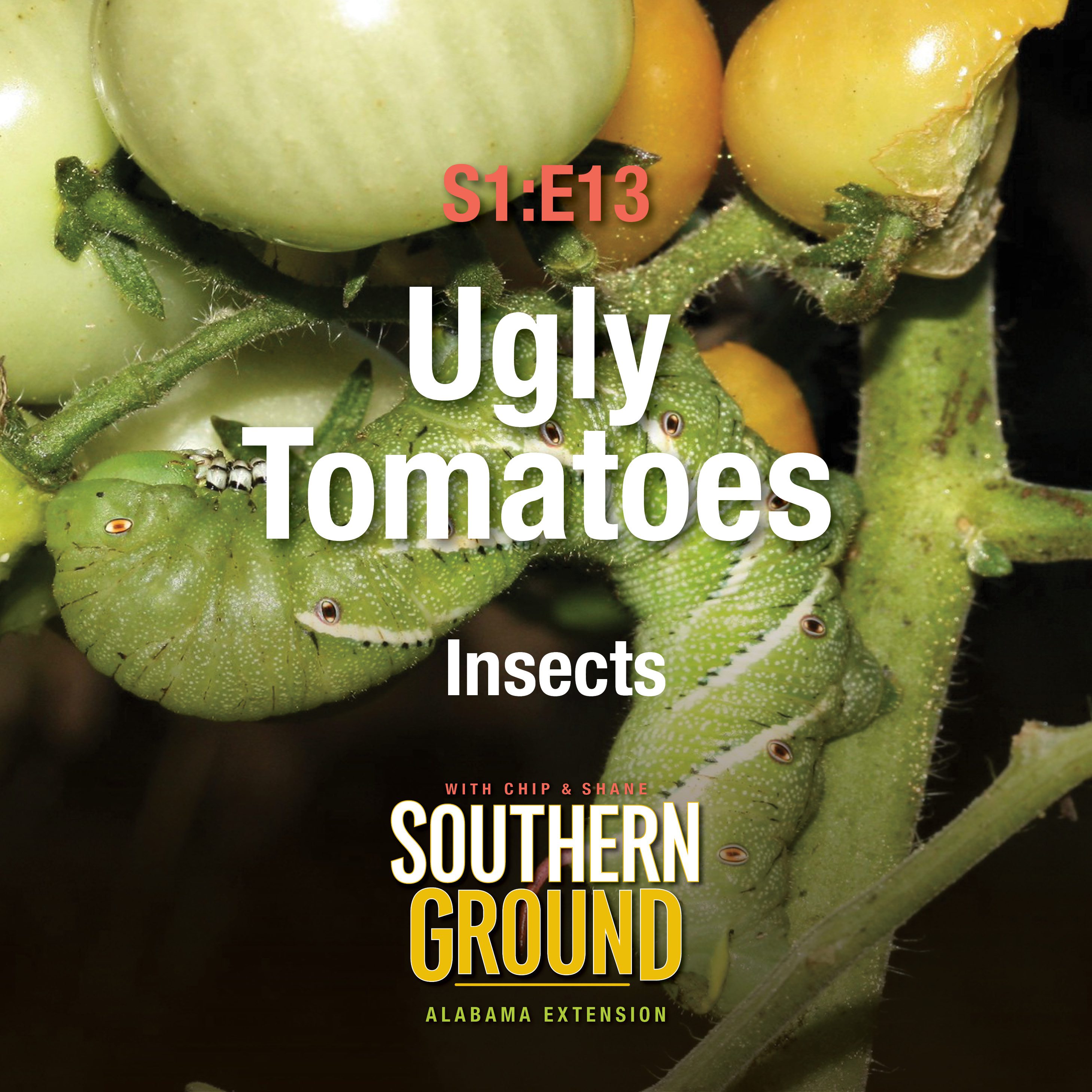 A square image of hornworm on green tomatoes. The image has the following words: S1E13 Ugly Tomatoes: Insects and the Southern Ground Alabama Extension logo at the bottom.
