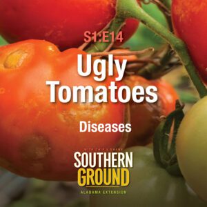 A square image of disease-infected tomatoes. The image has the following words: S1E14 Ugly Tomatoes: Diseases and the Southern Ground Alabama Extension logo at the bottom.