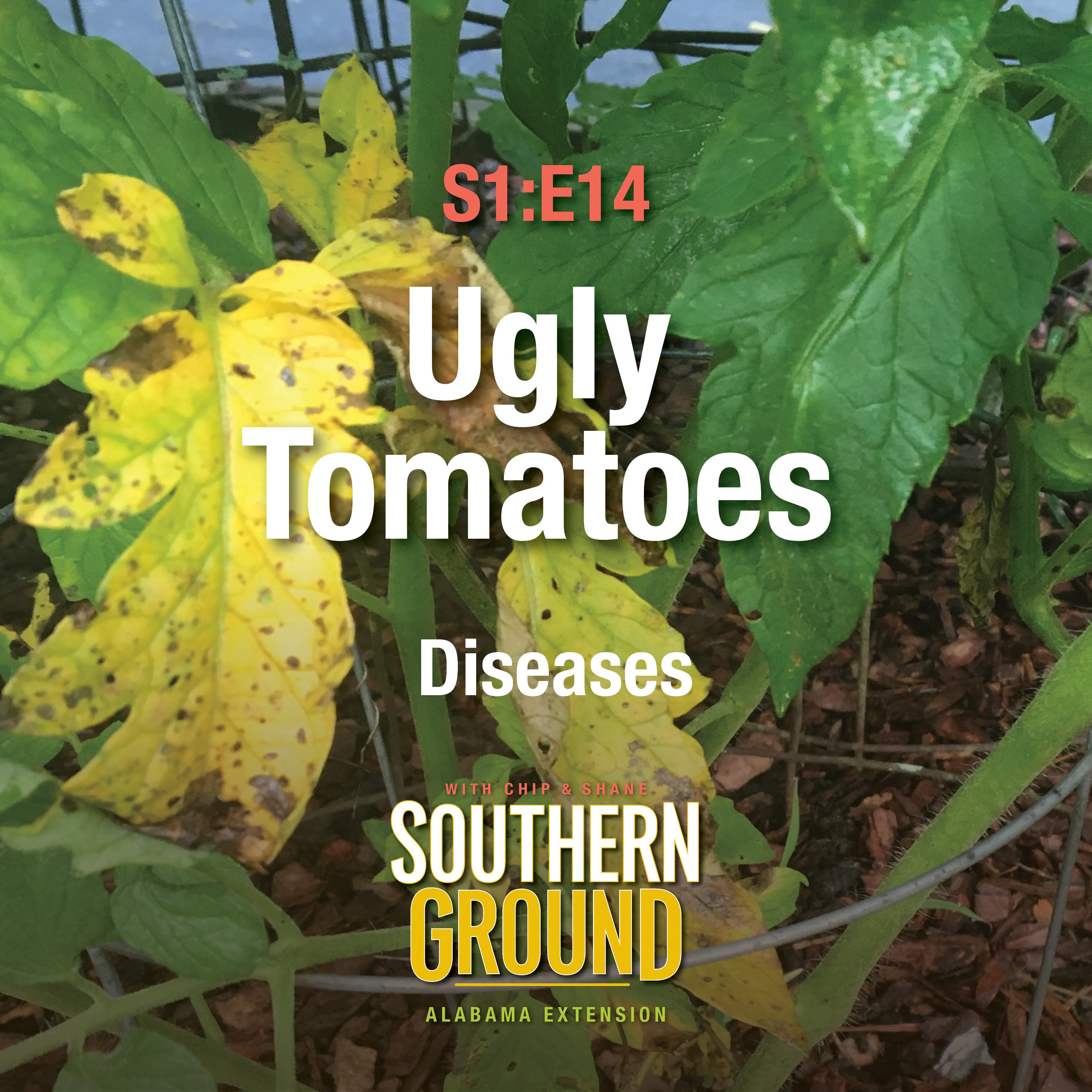 A square image of early blight on a tomato plant. The image has the following words: S1E14 Ugly Tomatoes: Diseases and the Southern Ground Alabama Extension logo at the bottom.