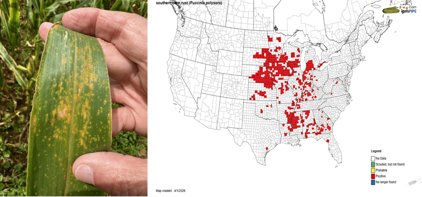 Figure 3. Southern corn rust symptoms and distribution across the United States in 2025
