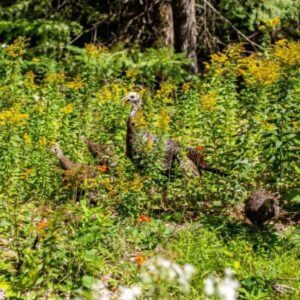 Turkey and poults in a wooded area.