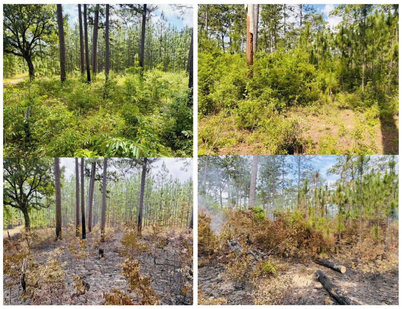 Before and after pictures of a longleaf pine forest that was prescribe burned on May 2026.
