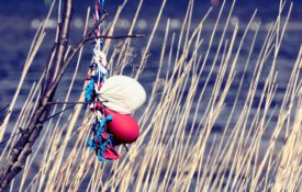 Deflated balloons used earlier in a balloon release, resting as litter in seagrass on a beach with water in the background.
