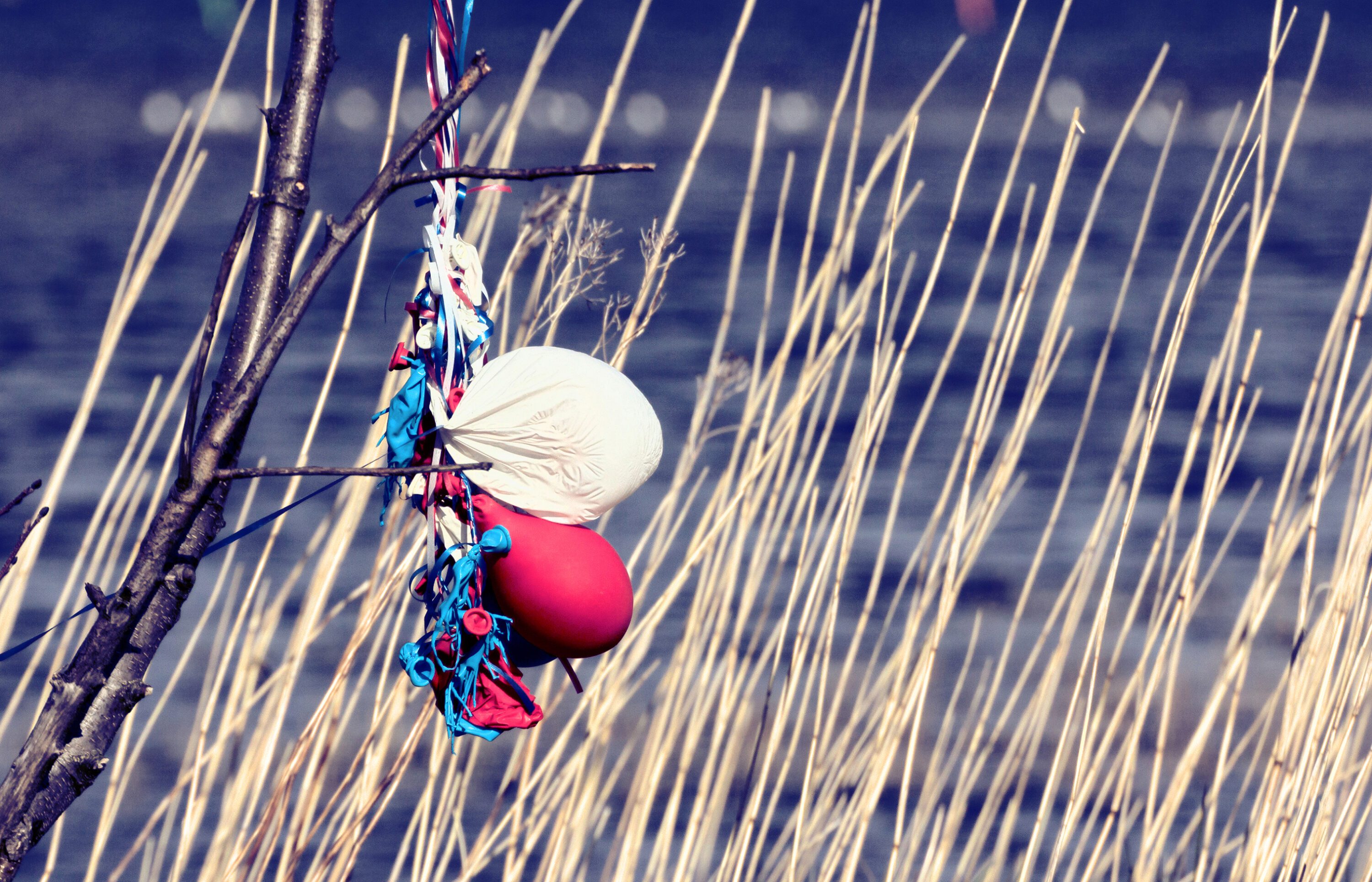 Deflated balloons used earlier in a balloon release, resting as litter in seagrass on a beach with water in the background.