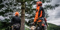 Rear view of two men arborists looking up at a tree, one holding a chainsaw, both dressed in safety gear.