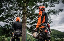 Rear view of two men arborists looking up at a tree, one holding a chainsaw, both dressed in safety gear.