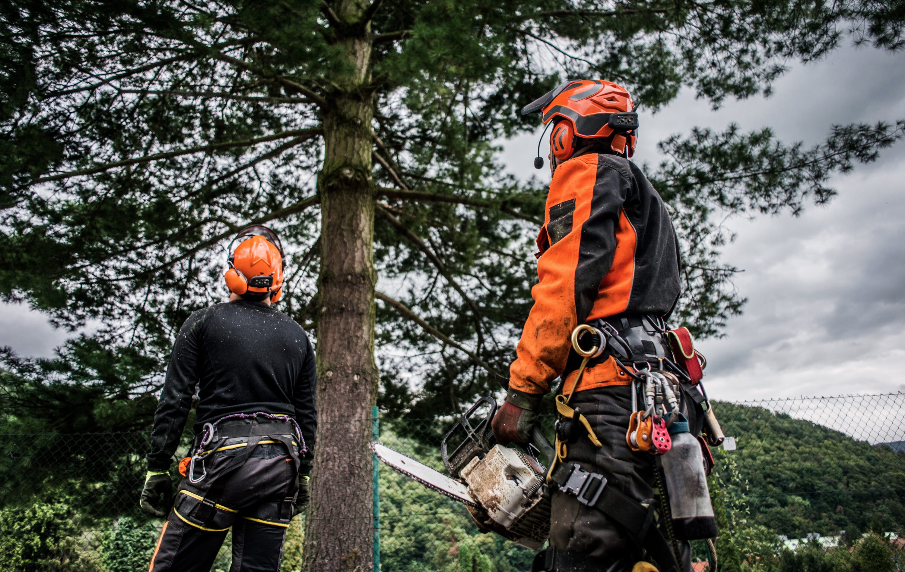 Rear view of two men arborists looking up at a tree, one holding a chainsaw, both dressed in safety gear.