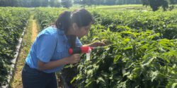 A woman scouting in a field for tomato spotted wilt virus.